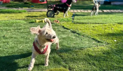Césped artificial y perros: guía práctica de limpieza y olores