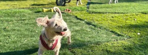 Csped artificial y perros: gua prctica de limpieza y olores