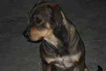 perros5.jpg